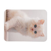 Kutest Baby Animals | Blue Eye Kitten Magneet (Horizontaal)