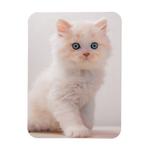 Kutest Baby Animals   Blue Eye Kitten Magneet