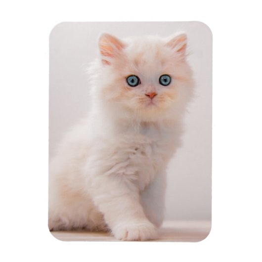 Kutest Baby Animals | Blue Eye Kitten Magneet (Verticaal)