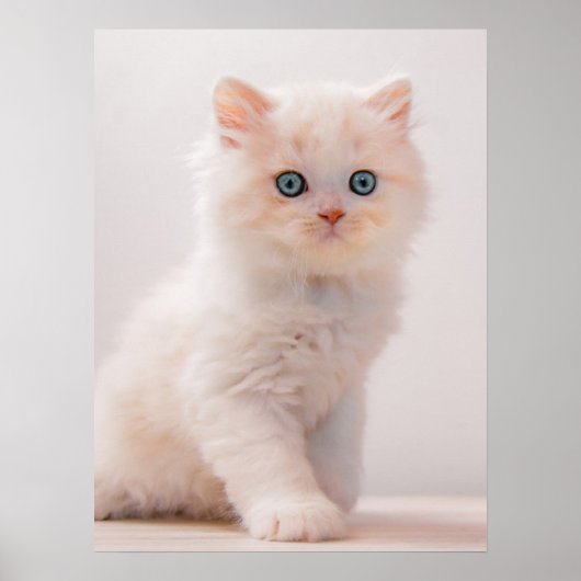 Kutest Baby Animals | Blue Eye Kitten Poster (Voorkant)