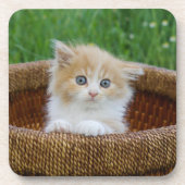 Kutest Baby Animals | Blue Eyed Kitten Bier Onderzetter (Voorkant)