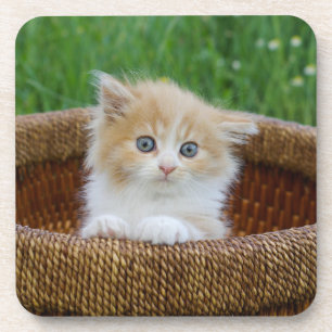 Kutest Baby Animals   Blue Eyed Kitten Bier Onderzetter
