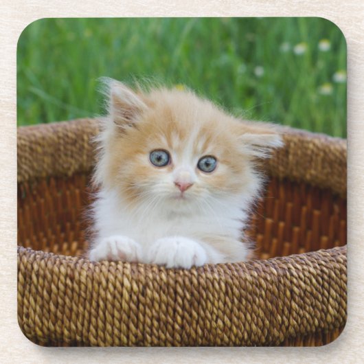 Kutest Baby Animals | Blue Eyed Kitten Bier Onderzetter (Voorkant)