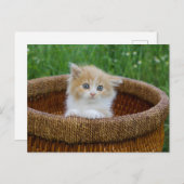 Kutest Baby Animals | Blue Eyed Kitten Briefkaart (Voorkant / Achterkant)
