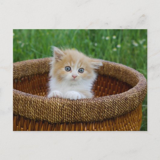 Kutest Baby Animals | Blue Eyed Kitten Briefkaart (Voorkant)