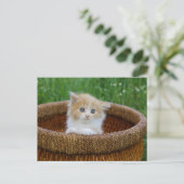 Kutest Baby Animals | Blue Eyed Kitten Briefkaart (Staand voorkant)