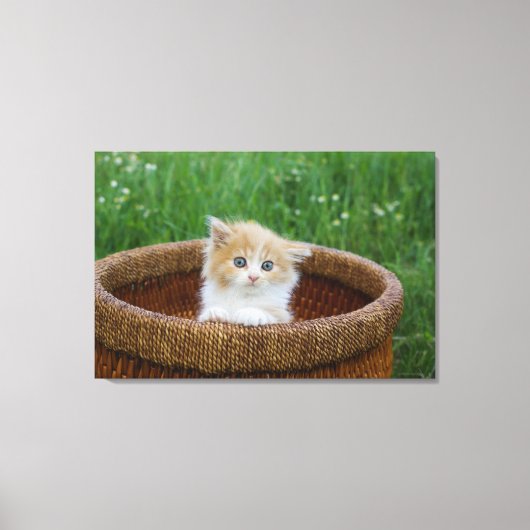 Kutest Baby Animals | Blue Eyed Kitten Canvas Afdruk (Voorkant)