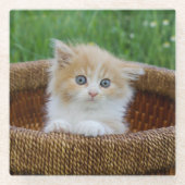 Kutest Baby Animals | Blue Eyed Kitten Glazen Onderzetter (Voorkant)