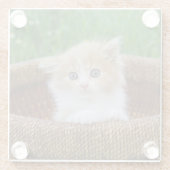 Kutest Baby Animals | Blue Eyed Kitten Glazen Onderzetter (Achterkant)