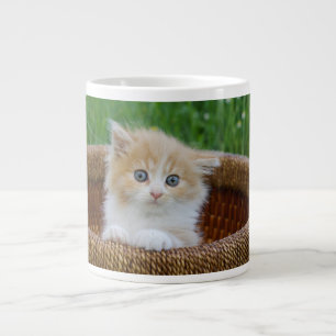 Kutest Baby Animals   Blue Eyed Kitten Grote Koffiekop