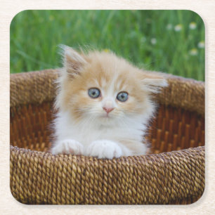 Kutest Baby Animals   Blue Eyed Kitten Kartonnen Onderzetters