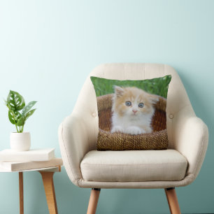 Kutest Baby Animals   Blue Eyed Kitten Kussen