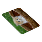 Kutest Baby Animals | Blue Eyed Kitten Magneet (Rechterzijde)