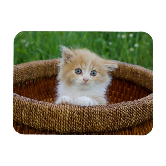 Kutest Baby Animals | Blue Eyed Kitten Magneet (Horizontaal)