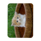 Kutest Baby Animals | Blue Eyed Kitten Magneet (Verticaal)