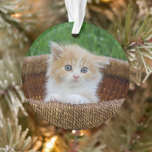 Kutest Baby Animals | Blue Eyed Kitten Ornament (Boom)