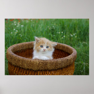 Kutest Baby Animals   Blue Eyed Kitten Poster