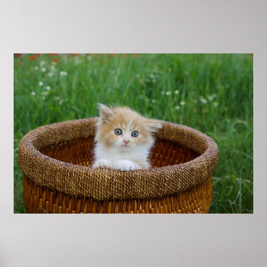 Kutest Baby Animals | Blue Eyed Kitten Poster (Voorkant)