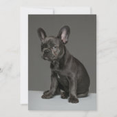 Kutest Baby Animals | Blue French Bulldog Puppy Bedankkaart (Voorkant)