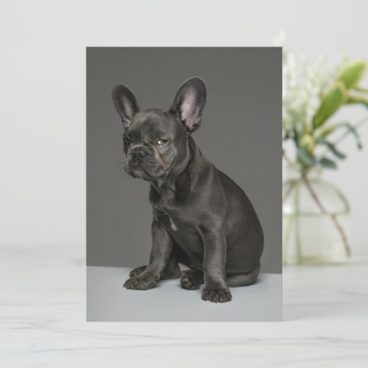 Kutest Baby Animals | Blue French Bulldog Puppy Bedankkaart (Staand voorkant)