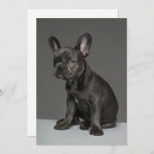 Kutest Baby Animals | Blue French Bulldog Puppy Bedankkaart (Voorkant / Achterkant)