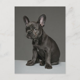 Kutest Baby Animals   Blue French Bulldog Puppy Briefkaart