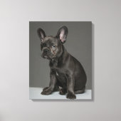 Kutest Baby Animals | Blue French Bulldog Puppy Canvas Afdruk (Voorkant)