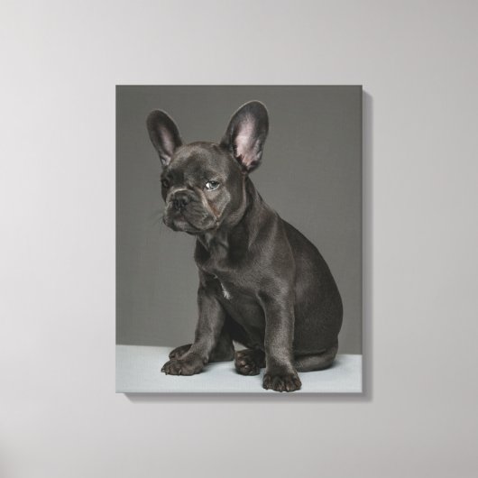 Kutest Baby Animals | Blue French Bulldog Puppy Canvas Afdruk (Voorkant)