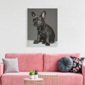 Kutest Baby Animals | Blue French Bulldog Puppy Canvas Afdruk (Insitu (Woonkamer))