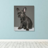 Kutest Baby Animals | Blue French Bulldog Puppy Canvas Afdruk (Insitu (Houten vloer))