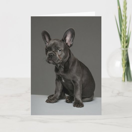 Kutest Baby Animals | Blue French Bulldog Puppy Kaart (Voorkant)