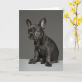 Kutest Baby Animals | Blue French Bulldog Puppy Kaart (Gele Bloem)