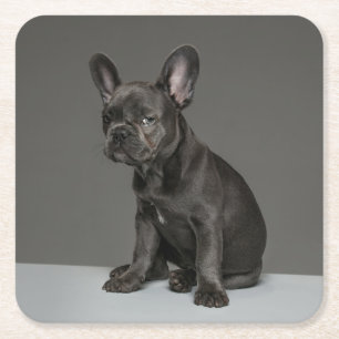 Kutest Baby Animals   Blue French Bulldog Puppy Kartonnen Onderzetters