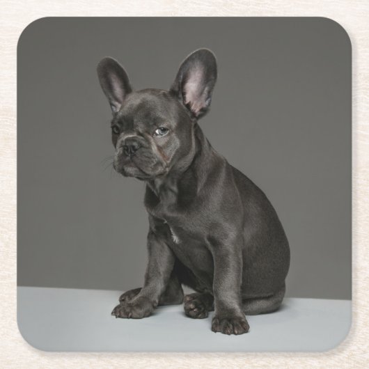 Kutest Baby Animals | Blue French Bulldog Puppy Kartonnen Onderzetters (Voorkant)