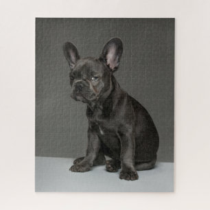 Kutest Baby Animals   Blue French Bulldog Puppy Legpuzzel