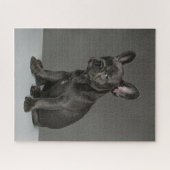 Kutest Baby Animals | Blue French Bulldog Puppy Legpuzzel (Horizontaal)