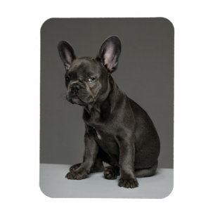 Kutest Baby Animals Blue French Bulldog Puppy Magneet