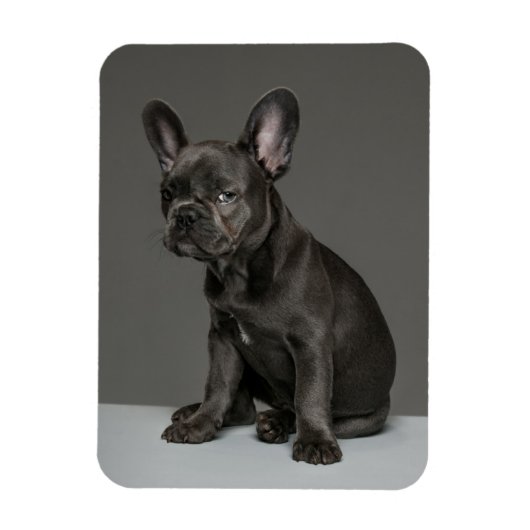 Kutest Baby Animals | Blue French Bulldog Puppy Magneet (Verticaal)