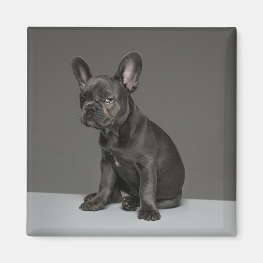 Kutest Baby Animals | Blue French Bulldog Puppy Magneet (Voorkant)