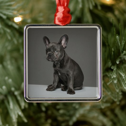 Kutest Baby Animals | Blue French Bulldog Puppy Metalen Ornament (Boom)