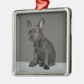 Kutest Baby Animals | Blue French Bulldog Puppy Metalen Ornament (Links)