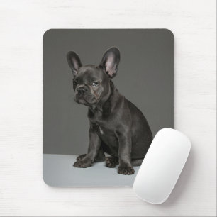 Kutest Baby Animals   Blue French Bulldog Puppy Muismat