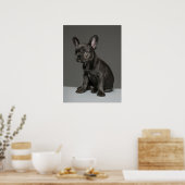 Kutest Baby Animals | Blue French Bulldog Puppy Poster (Keuken)