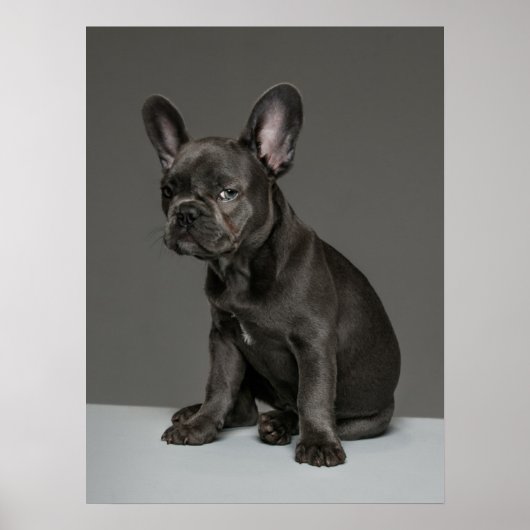 Kutest Baby Animals | Blue French Bulldog Puppy Poster (Voorkant)