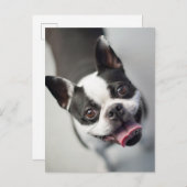 Kutest Baby Animals | Boston Bulldog Smile Briefkaart (Voorkant / Achterkant)