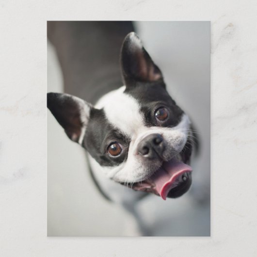 Kutest Baby Animals | Boston Bulldog Smile Briefkaart (Voorkant)