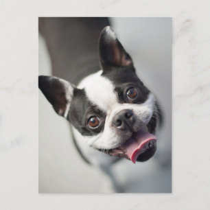 Kutest Baby Animals   Boston Bulldog Smile Briefkaart