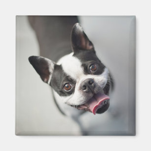 Kutest Baby Animals   Boston Bulldog Smile Magneet