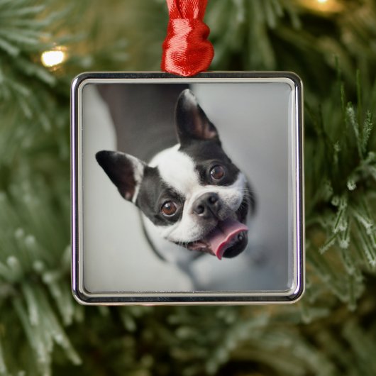 Kutest Baby Animals | Boston Bulldog Smile Metalen Ornament (Boom)