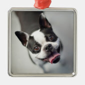 Kutest Baby Animals | Boston Bulldog Smile Metalen Ornament (Voorkant)